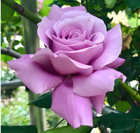 Lavender Rose Flower seeds for Planting - Garden Favorite, Heirloom & GMO Free Seeds for Home Garden