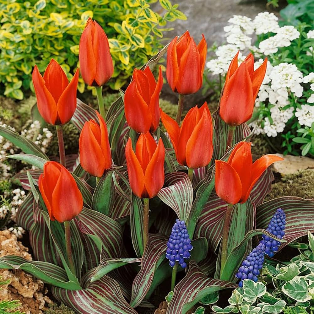 Tulips Red Seeds for Planting home garden flower bed