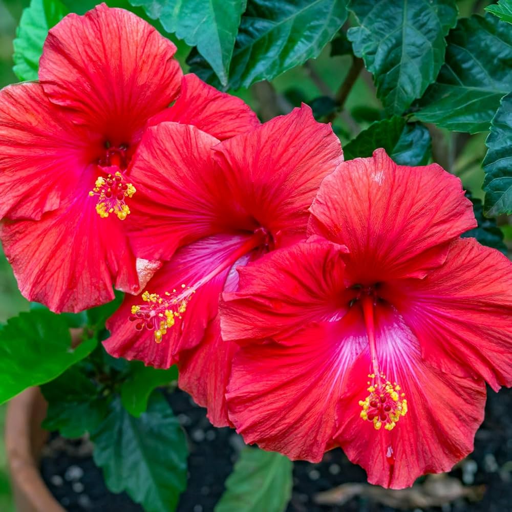 Heirloom Hibiscus Bonsai Flower seeds for Planting Bright Blooms Heirloom & GMO Free Seeds for Home Garden