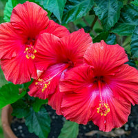 Heirloom Hibiscus Bonsai Flower seeds for Planting Bright Blooms Heirloom & GMO Free Seeds for Home Garden