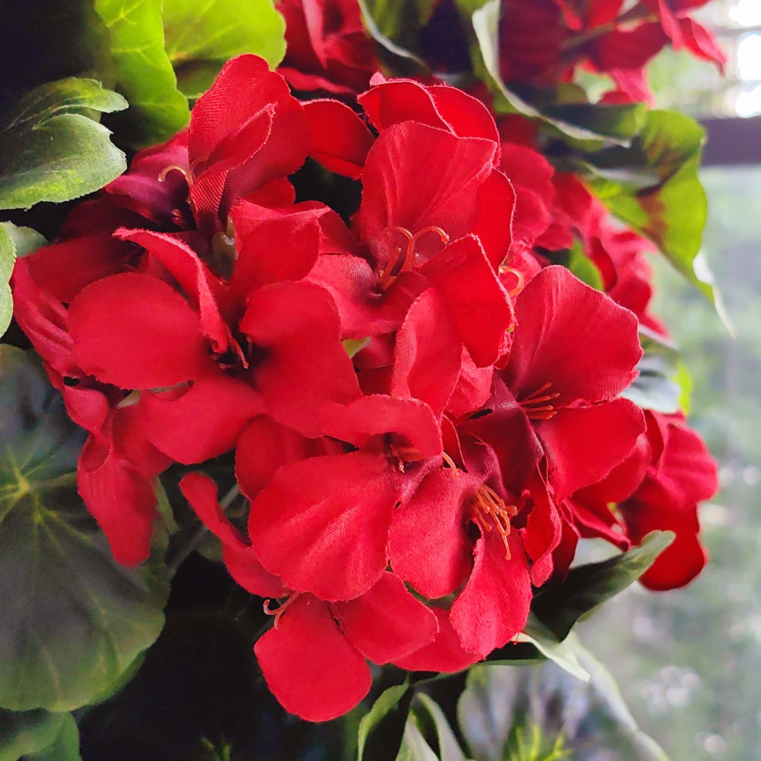 Geranium Flower Seeds for Planting  Red & White Blooms for Your Garden