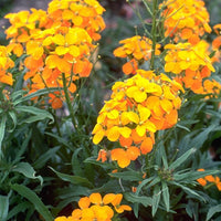 Heirloom WallFlower seeds for Planting Cottage Garden Essential Heirloom & GMO Free Seeds for Home Garden