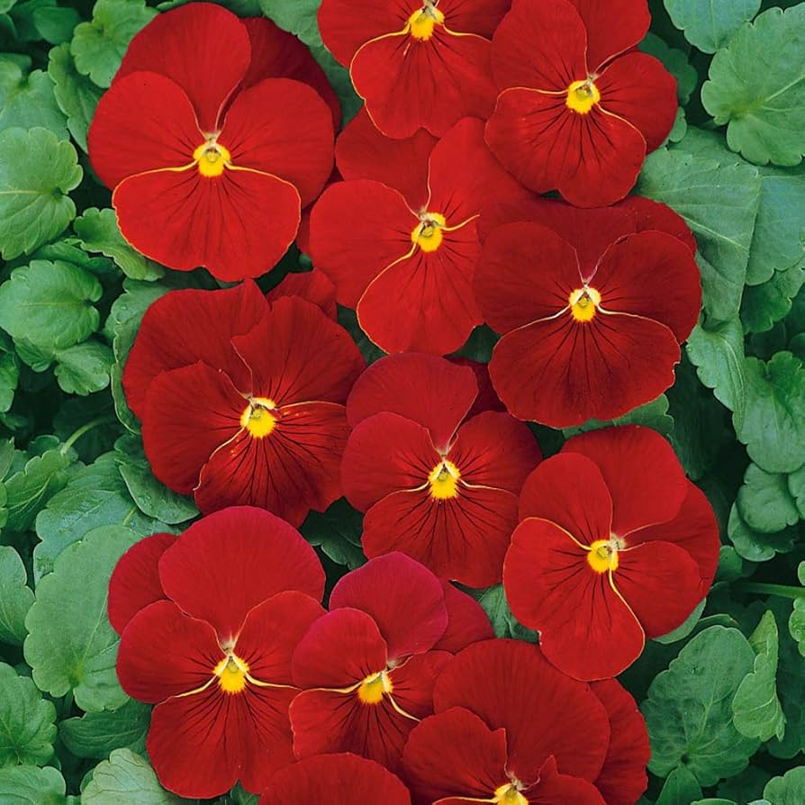 Pansy Viola x wittrockiana Alpenglow Seeds for Planting flower bed balcony garden