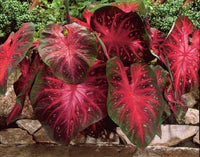 Red Thailand Caladium Flower Seeds for Planting Sun Loving Heirloom & GMO Free Seeds for Home Garden
 
 Sale