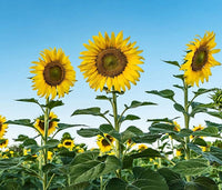 Cracker Sunflower Seeds for Planting Helianthus Annuus large garden sunny patch