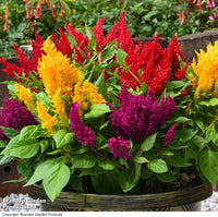 Celosia Fresh Look Orange Seeds for Planting flower bed garden