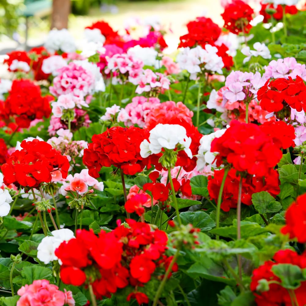 Mix Pelargonium Perennial Flower seeds for Planting - Perfect for Borders, Heirloom & GMO Free Seeds for Home Garden