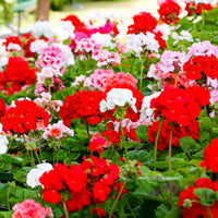 Mix Pelargonium Perennial Flower seeds for Planting - Perfect for Borders, Heirloom & GMO Free Seeds for Home Garden