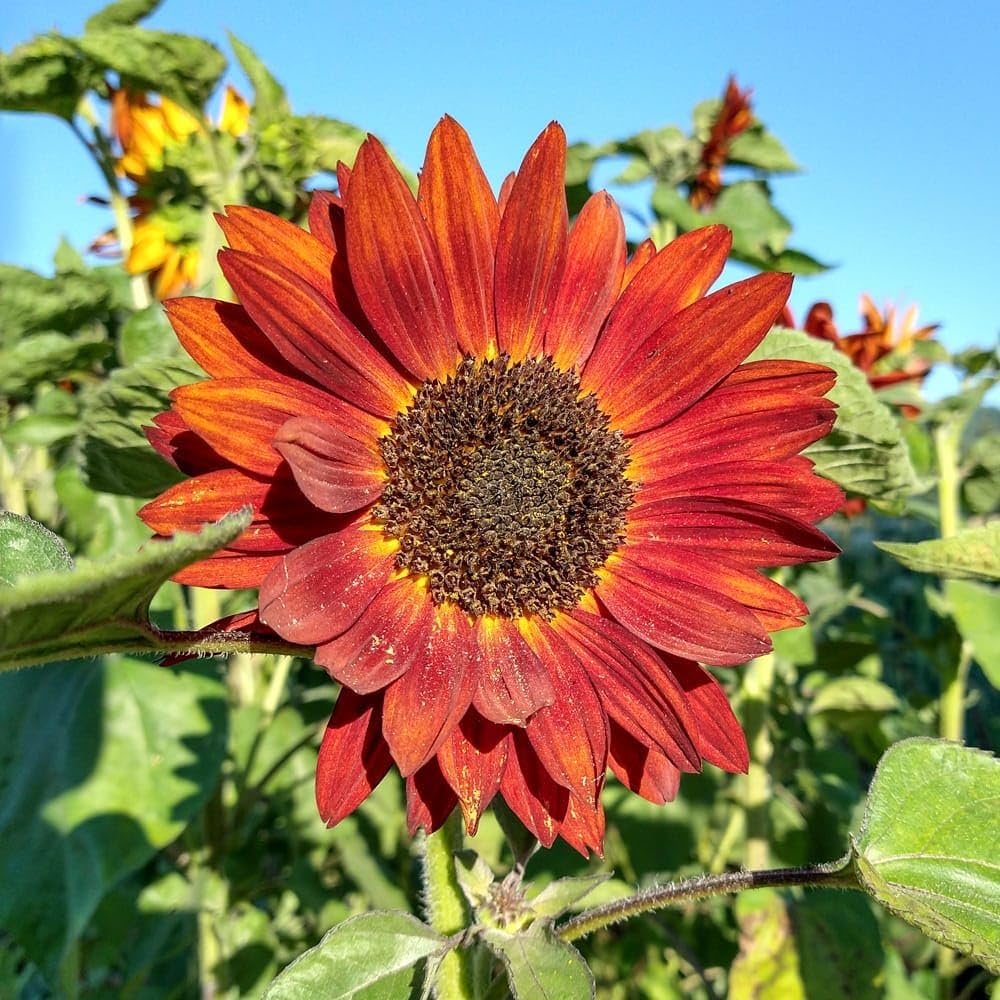 Yellow Red SunFlower seeds for Planting - Garden Favorite, Heirloom & GMO Free Seeds for Home Garden