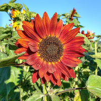 Yellow Red SunFlower seeds for Planting - Garden Favorite, Heirloom & GMO Free Seeds for Home Garden