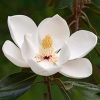 Light Yellow Yulan Flower seeds for Planting - Low Maintenance, Heirloom & GMO Free Seeds for Home Garden