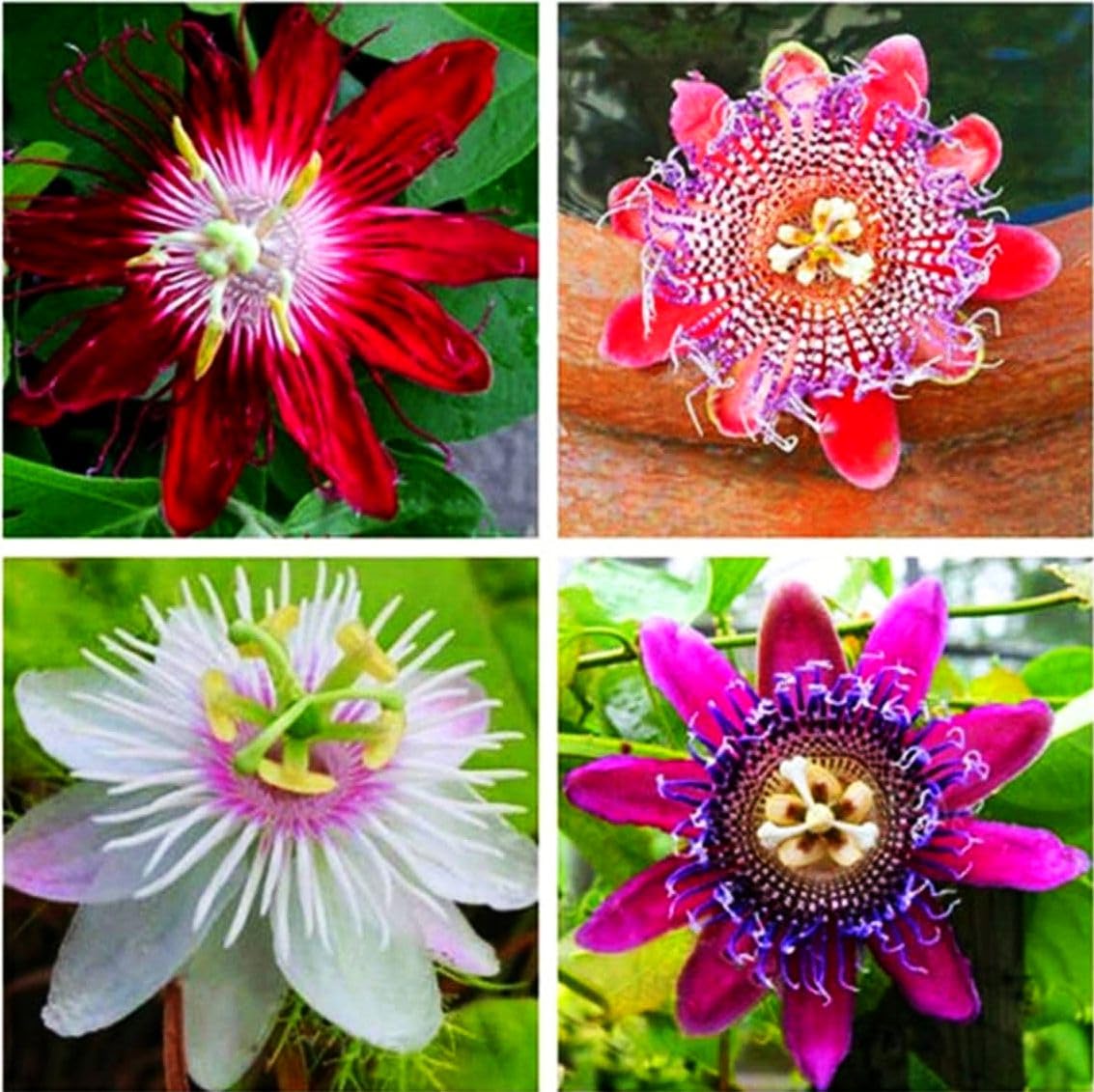 Blue Passion Flower seeds for Planting Easy to Grow Heirloom & GMO Free Seeds for Home Garden 
 
 Sale