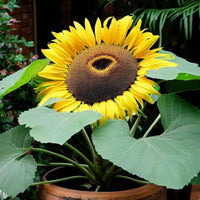 Sunflower Seeds for Planting Helianthus Annuus variety mix garden border sunny yard