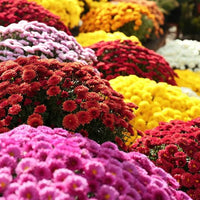 Heirloom Chrysanthemum Perennial Flower seeds for Planting Sun Loving Heirloom & GMO Free Seeds for Home Garden