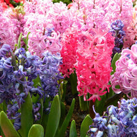 Hyacinthus Orientalis Flower seeds for Planting - Long Bloom Season, Heirloom & GMO Free Seeds for Home Garden