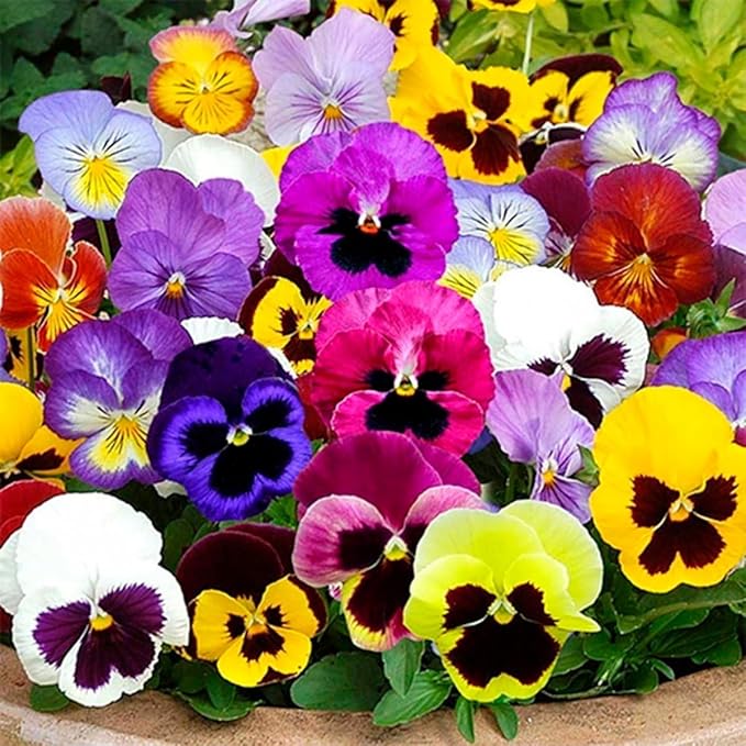 Viola Sorbet XP Rosa Halo Seeds for Pink and White Viola Flowers