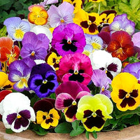 Viola Sorbet XP Rosa Halo Seeds for Pink and White Viola Flowers