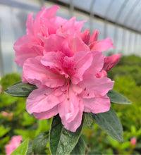 Azalea Seeds for Vibrant Planting