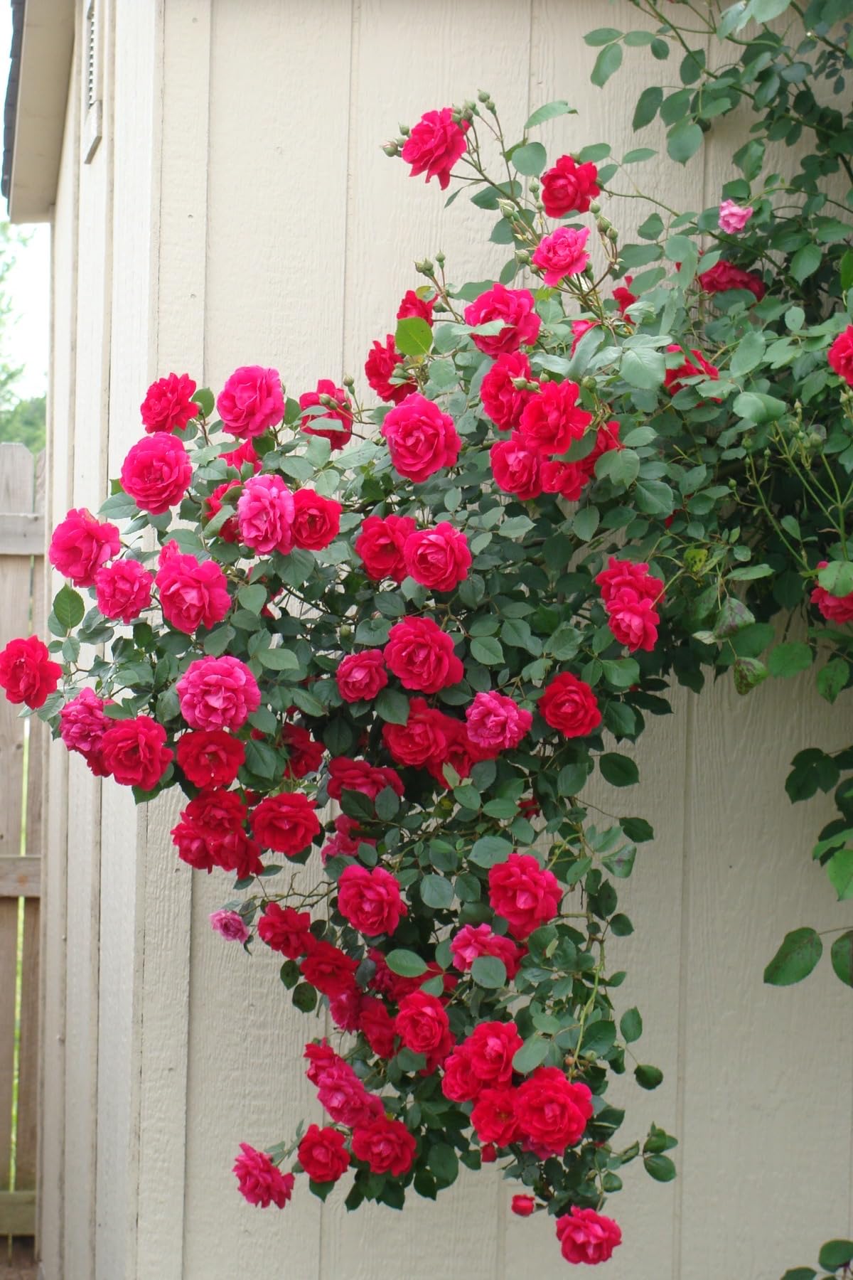 Dark Pink Climbing Rose Flower Seeds for Planting Sun Loving Heirloom & GMO Free Seeds for Home Garden
 
 Sale