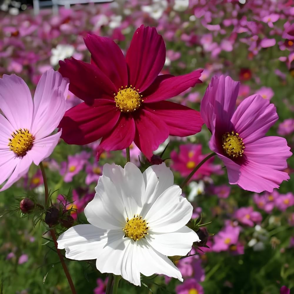 Cosmos Sensation Flower seeds for Planting - Premium Quality, Heirloom & GMO Free Seeds for Home Garden