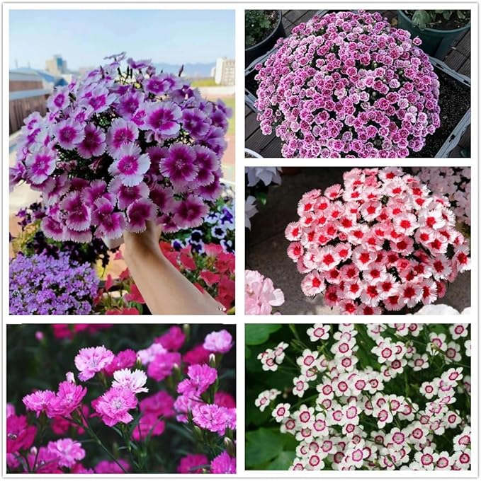 Multi Color Carnation Seeds, Perennial Flowers, Potted Garden Plants