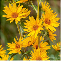 Yellow Maximiliani Flower seeds for Planting - Long Bloom Season, Heirloom & GMO Free Seeds for Home Garden
