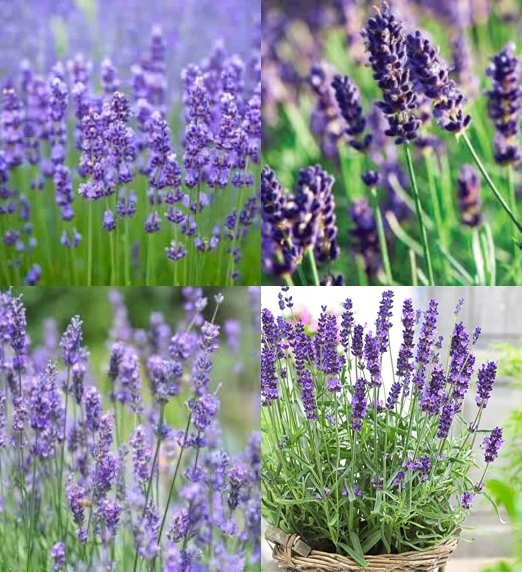 Violet Lavandula Angustifolia Flower Seeds for Planting Bright Blooms Heirloom & GMO Free Seeds for Home Garden
 
 Sale