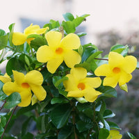 Heirloom Yellow Mandevilla Sanderi Flower seeds for Planting - Shade Tolerant, Heirloom & GMO Free Seeds for Home Garden