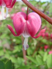 Bleeding Heart Dicentra Spectabilis Seeds for Planting Outdoor Garden Shade Area