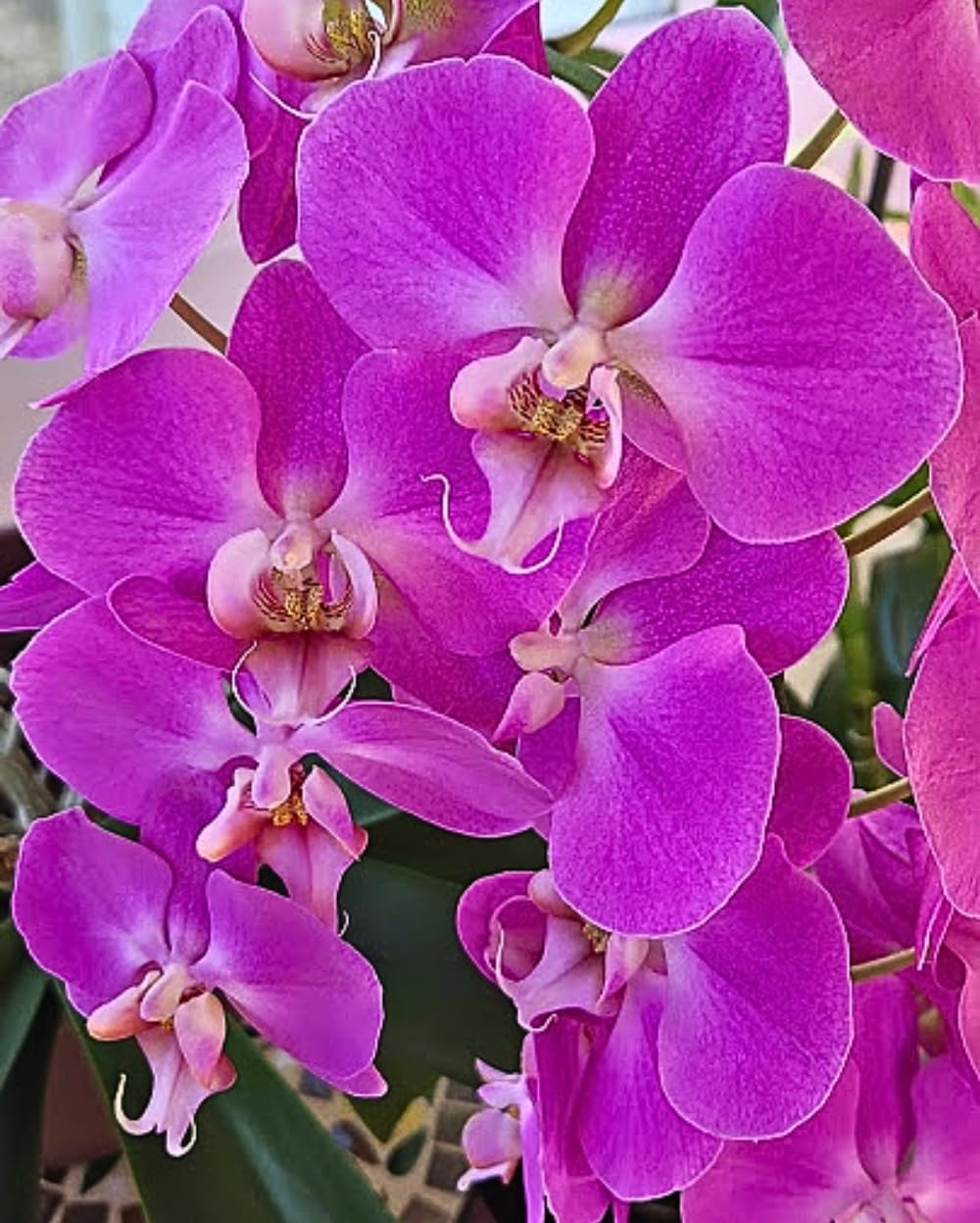 Purple Phalaenopsis Orchid Flower seeds for Planting Seasonal Bloomer Heirloom & GMO Free Seeds for Home Garden