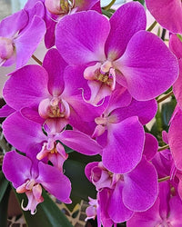 Purple Phalaenopsis Orchid Flower seeds for Planting Seasonal Bloomer Heirloom & GMO Free Seeds for Home Garden