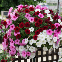 Dekorly Flower seeds for Planting - Fragrant Blossoms, Heirloom & GMO Free Seeds for Home Garden