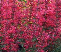 Agastache Cana Flower seeds for Planting - Drought Tolerant, Heirloom & GMO Free Seeds for Home Garden
 
 Sale seeds for home garden