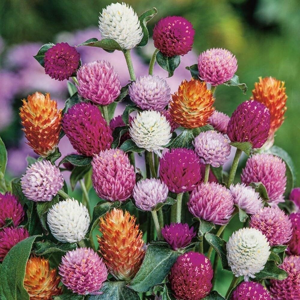 Gomphrena Flower seeds for Planting Fragrant Blossoms Heirloom & GMO Free Seeds for Home Garden 
 
 Sale