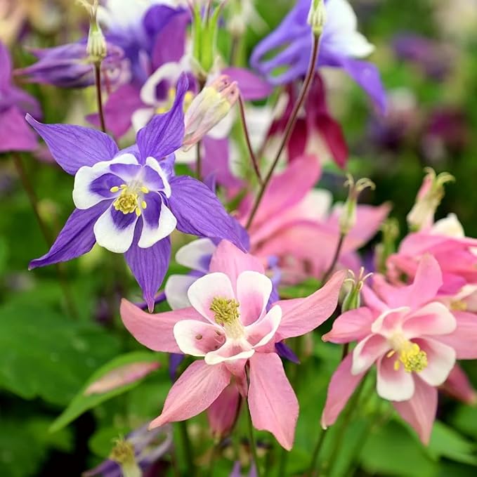 Aquilegia Seeds, Viridiflora, Perennial Flower Seeds