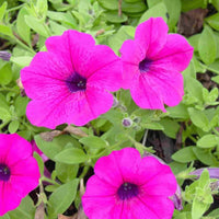 Mixed Petunia Seeds for Rare Color Petunia Flower Blooms