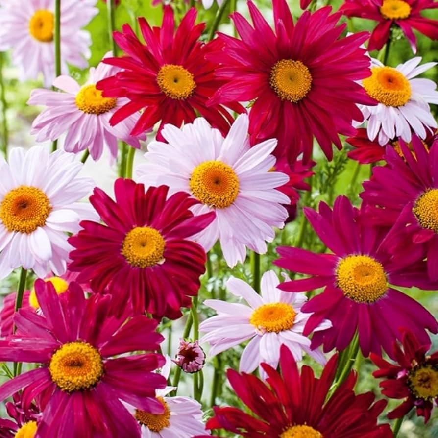 Chrysanthemum Robinson's Flower seeds for Planting Pollinator Friendly Heirloom & GMO Free Seeds for Home Garden