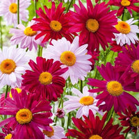 Chrysanthemum Robinson's Flower seeds for Planting Pollinator Friendly Heirloom & GMO Free Seeds for Home Garden
