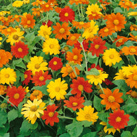 Tithonia Flower seeds for Planting - Hardy Variety, Heirloom & GMO Free Seeds for Home Garden