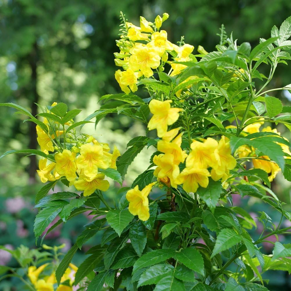 Yellow Cape Honeysuckle Flower seeds for Planting - Colorful Display, Heirloom & GMO Free Seeds for Home Garden