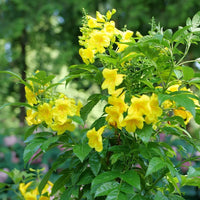 Yellow Cape Honeysuckle Flower seeds for Planting - Colorful Display, Heirloom & GMO Free Seeds for Home Garden