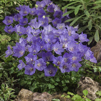 Bellflower Seeds for Planting Campanula Carpatica flower bed rock garden