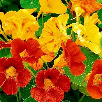 Mix Tropaeolum Majus Flower seeds for Planting - Vibrant Colors, Heirloom & GMO Free Seeds for Home Garden