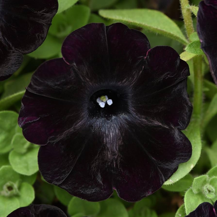 Black Petunia Flower seeds for Planting - Pollinator Friendly, Heirloom & GMO Free Seeds for Home Garden
