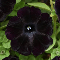 Black Petunia Flower seeds for Planting - Pollinator Friendly, Heirloom & GMO Free Seeds for Home Garden