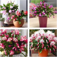 Zygocactus Schlumbergera Seeds - Seed for Thriving Indoor Cacti Growth