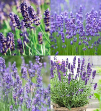 Violet Lavandula Angustifolia Flower Seeds for Planting Bright Blooms Heirloom & GMO Free Seeds for Home Garden
 
 Sale