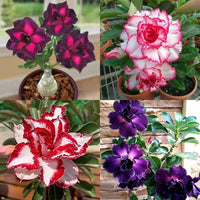Heirloom Rose Bonsai Flower seeds for Planting Drought Tolerant Heirloom & GMO Free Seeds for Home Garden