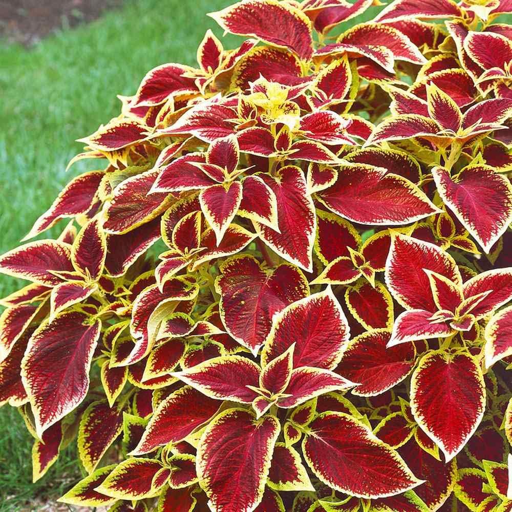 Red Yellow Coleus Flower seeds for Planting Cut Flower Favorite Heirloom & GMO Free Seeds for Home Garden 
 
 Sale seeds for home garden planting