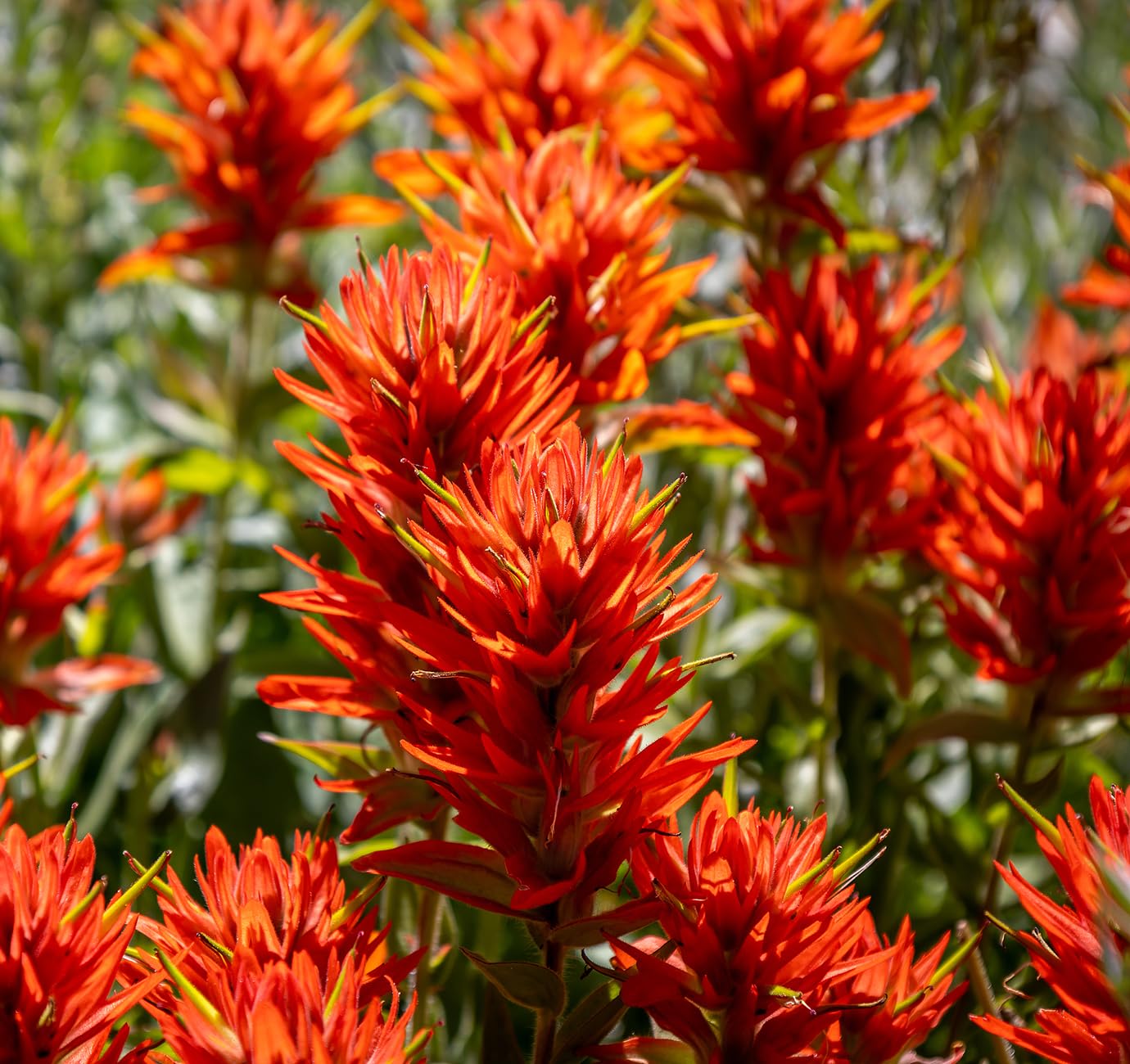 Orange Castilleja Flower seeds for Planting - Fragrant Blossoms, Heirloom & GMO Free Seeds for Home Garden